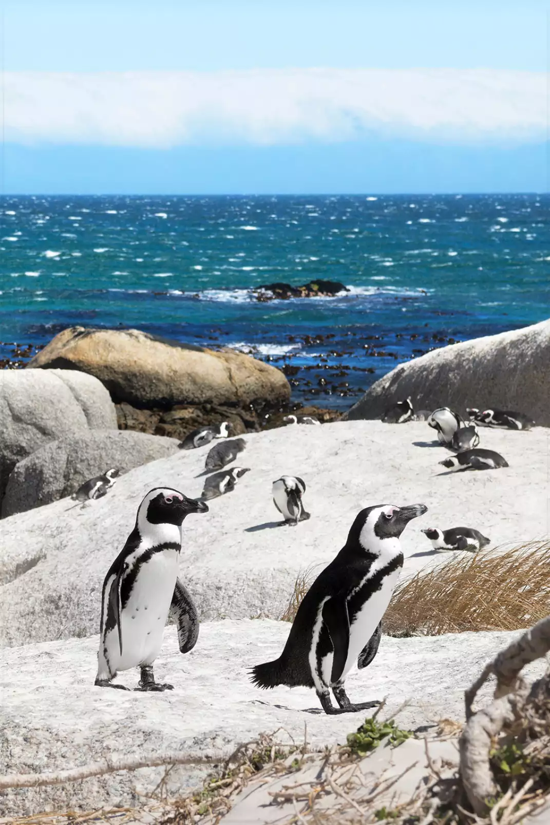 affiche-animaux-manchots-sur-les-rochers