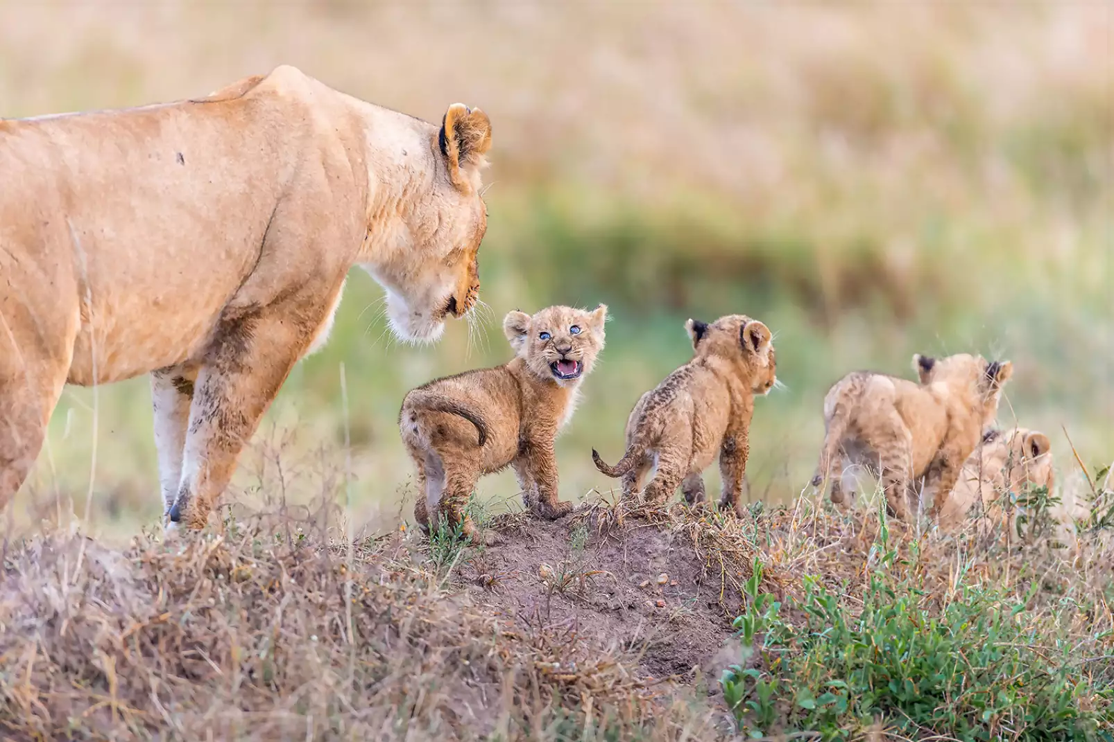 cadre-lionceau-let-s-go-mom