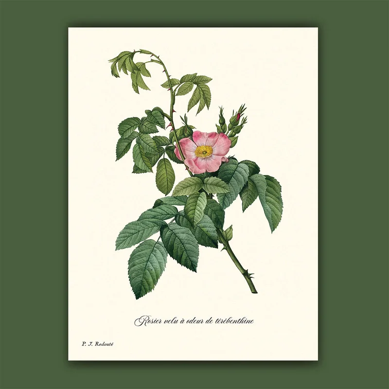 cartopolo1294909