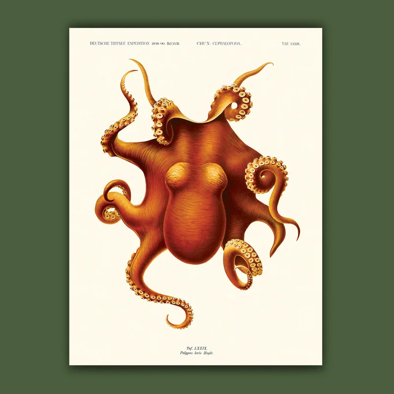 cartopolo1294960