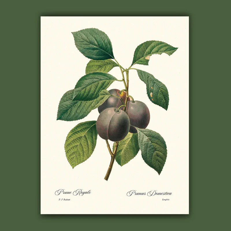cartopolo1295678