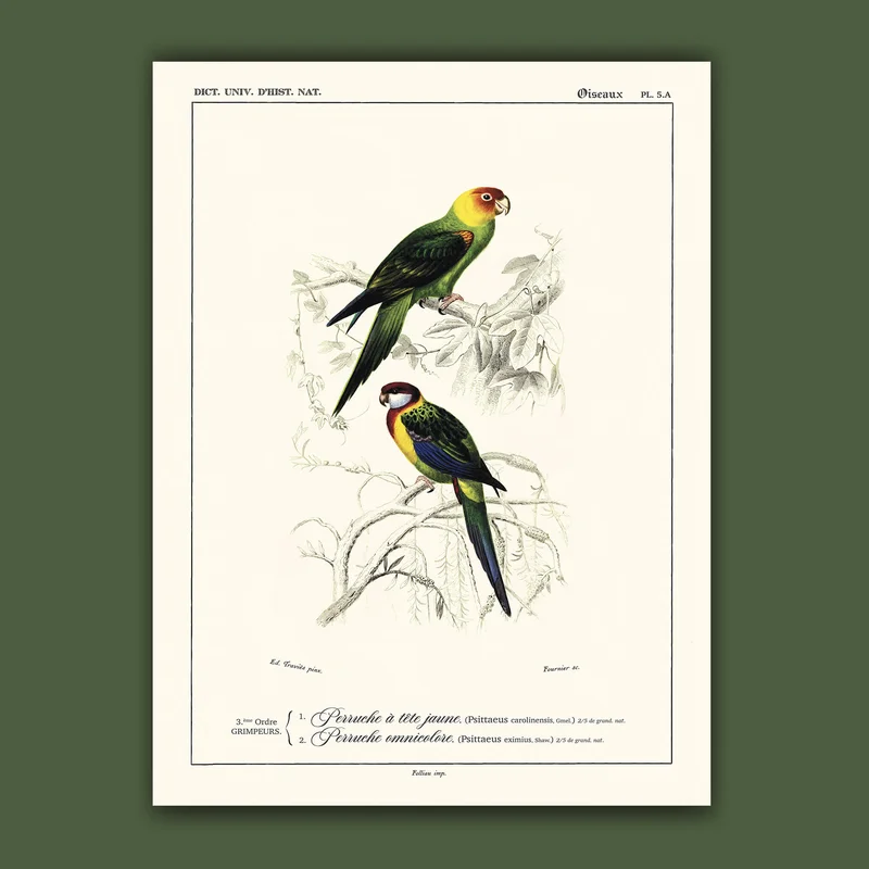 cartopolo1296826