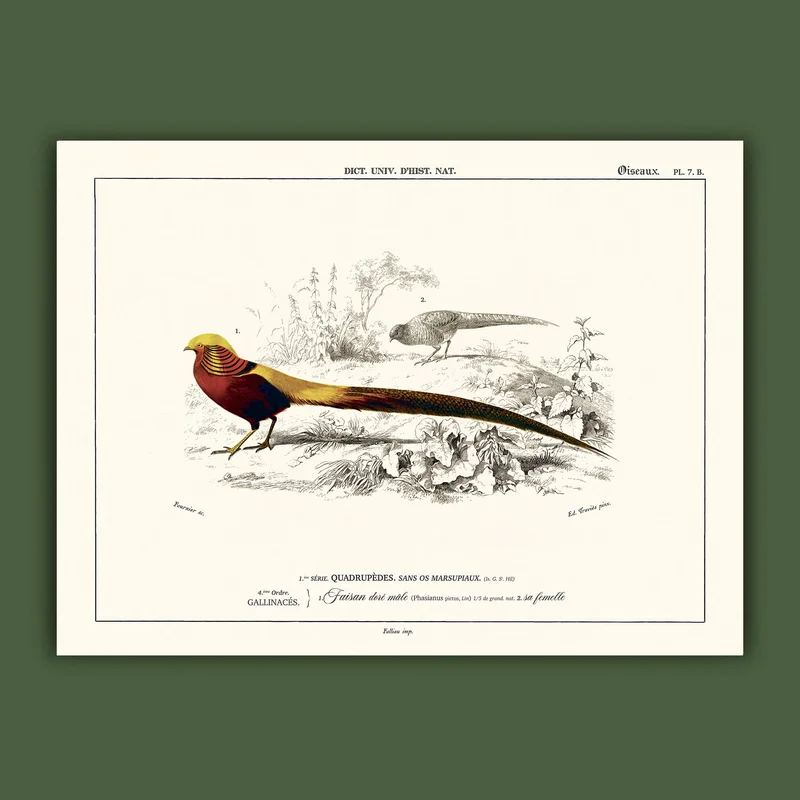 cartopolo1297458