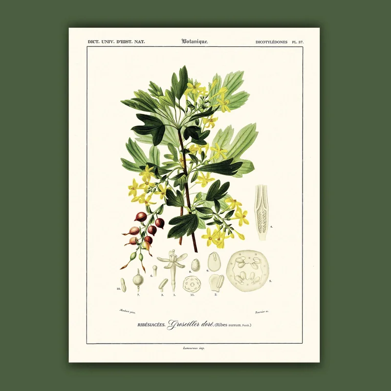 cartopolo1297960