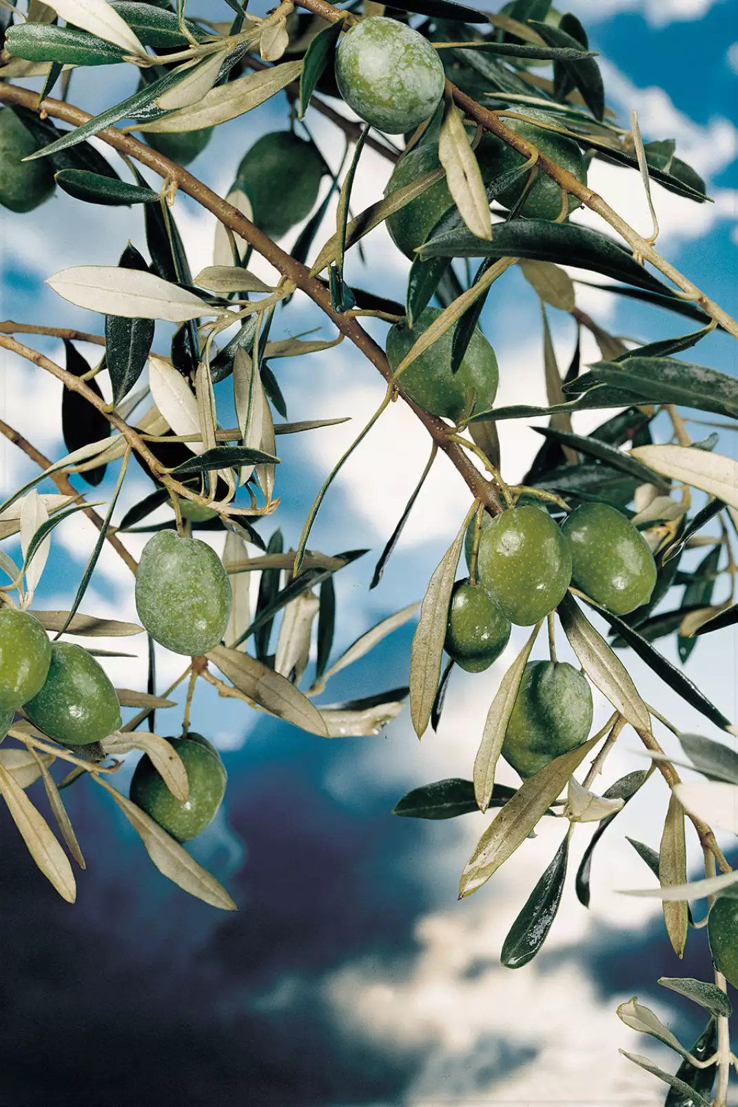 grece-paysage-kalamata-olivier-grec