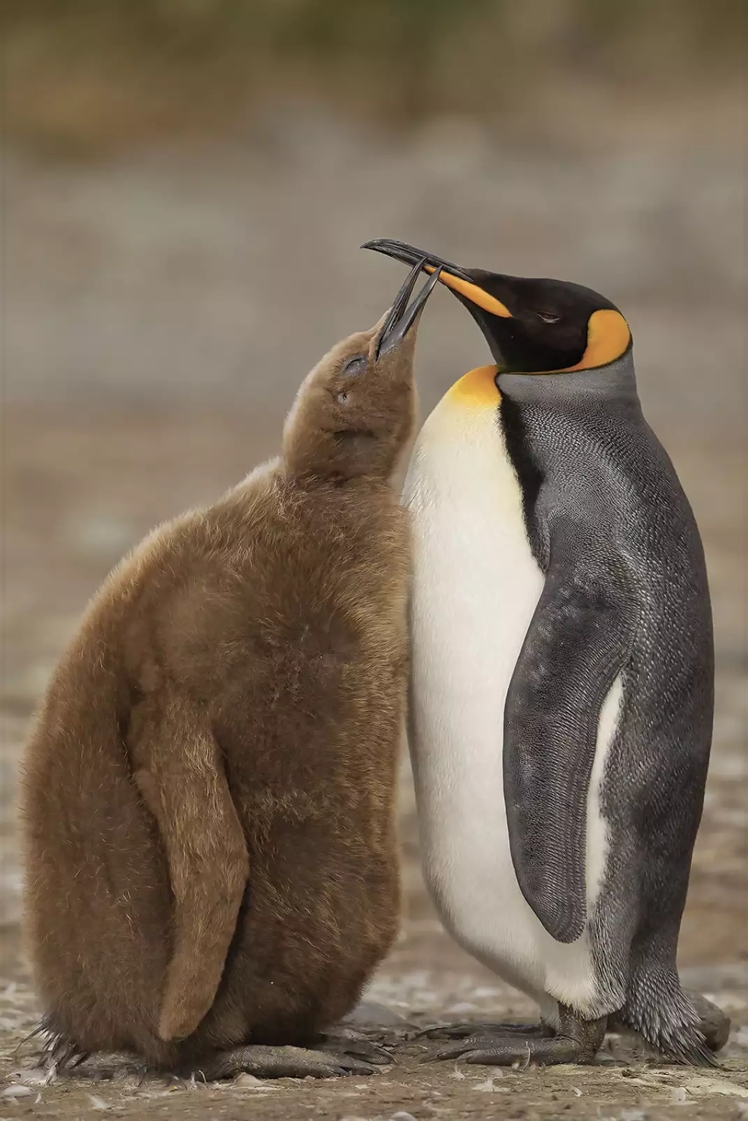 tableau-animaux-marins-maman-et-bebe-pingouin