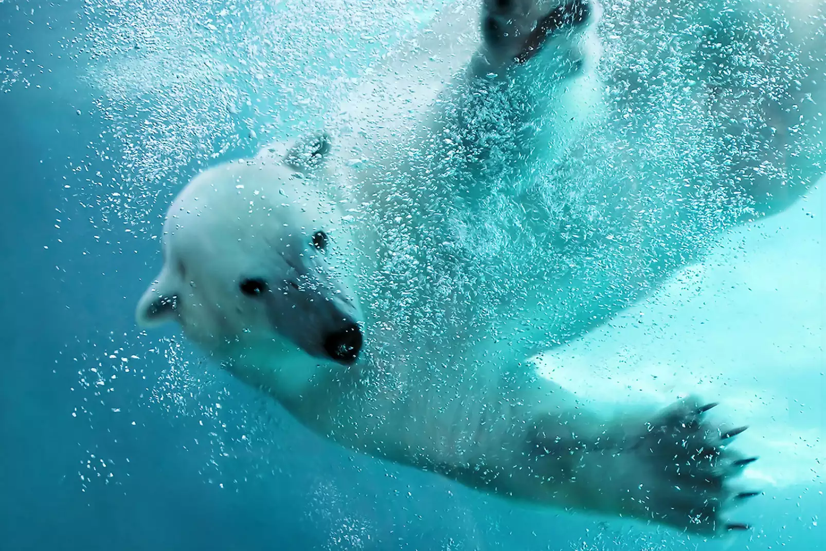tableau-animaux-ours-blanc-en-plein-plongeon