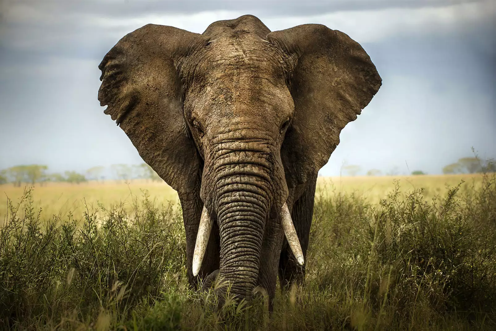 tableau-elephant-assoupi