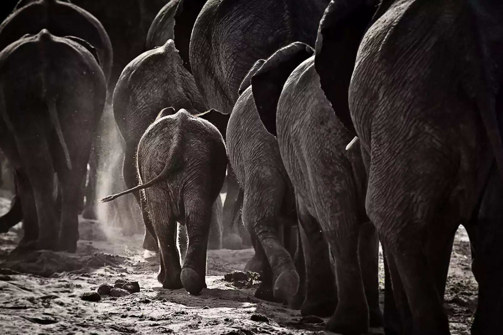 tableau-elephant-cap-afrique