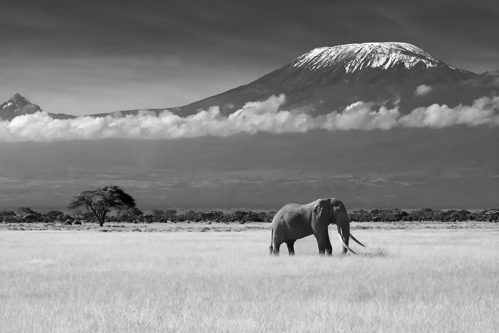 tableau-elephant-elephant-et-kilimanjaro