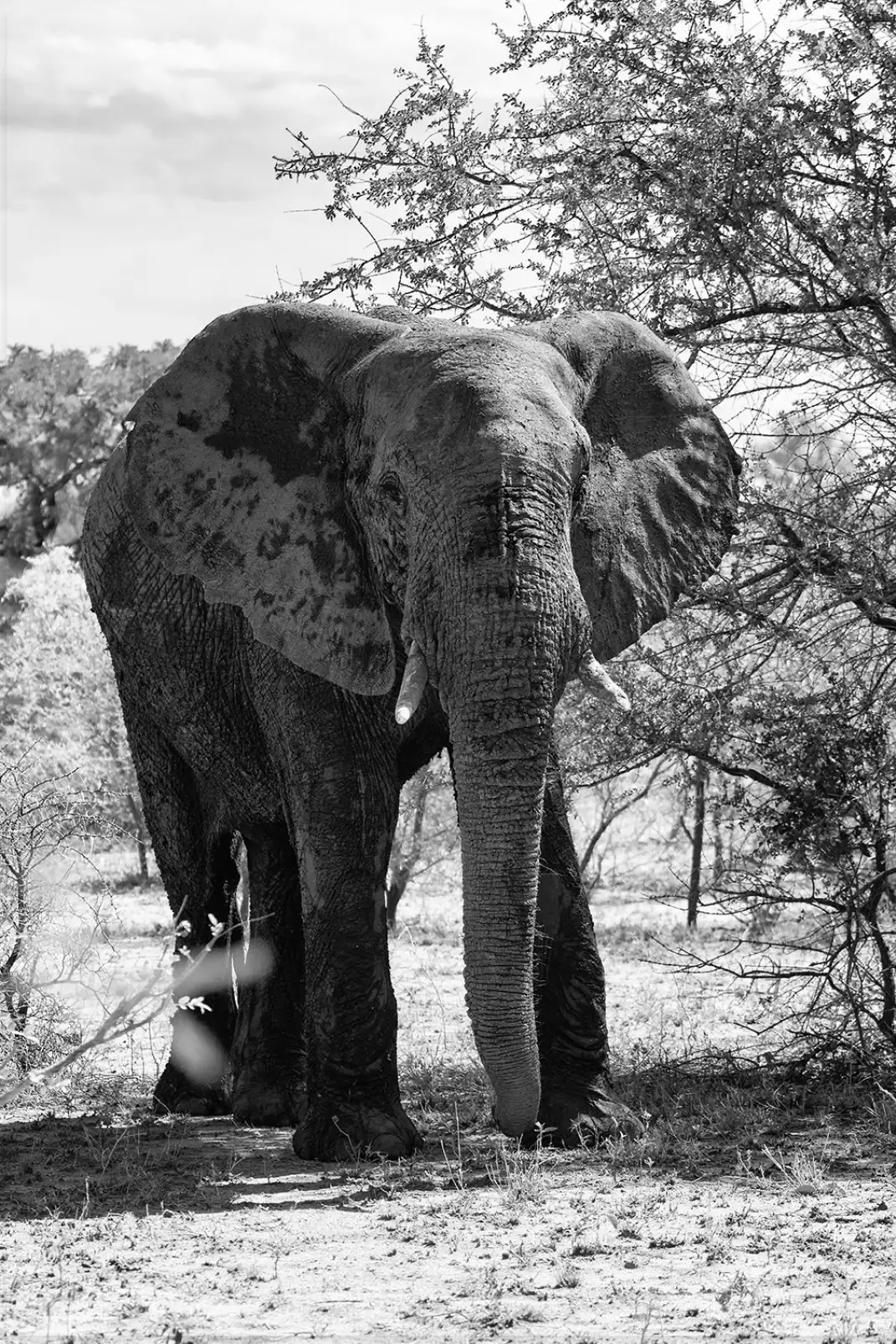 tableau-elephant-sa-majeste-avance
