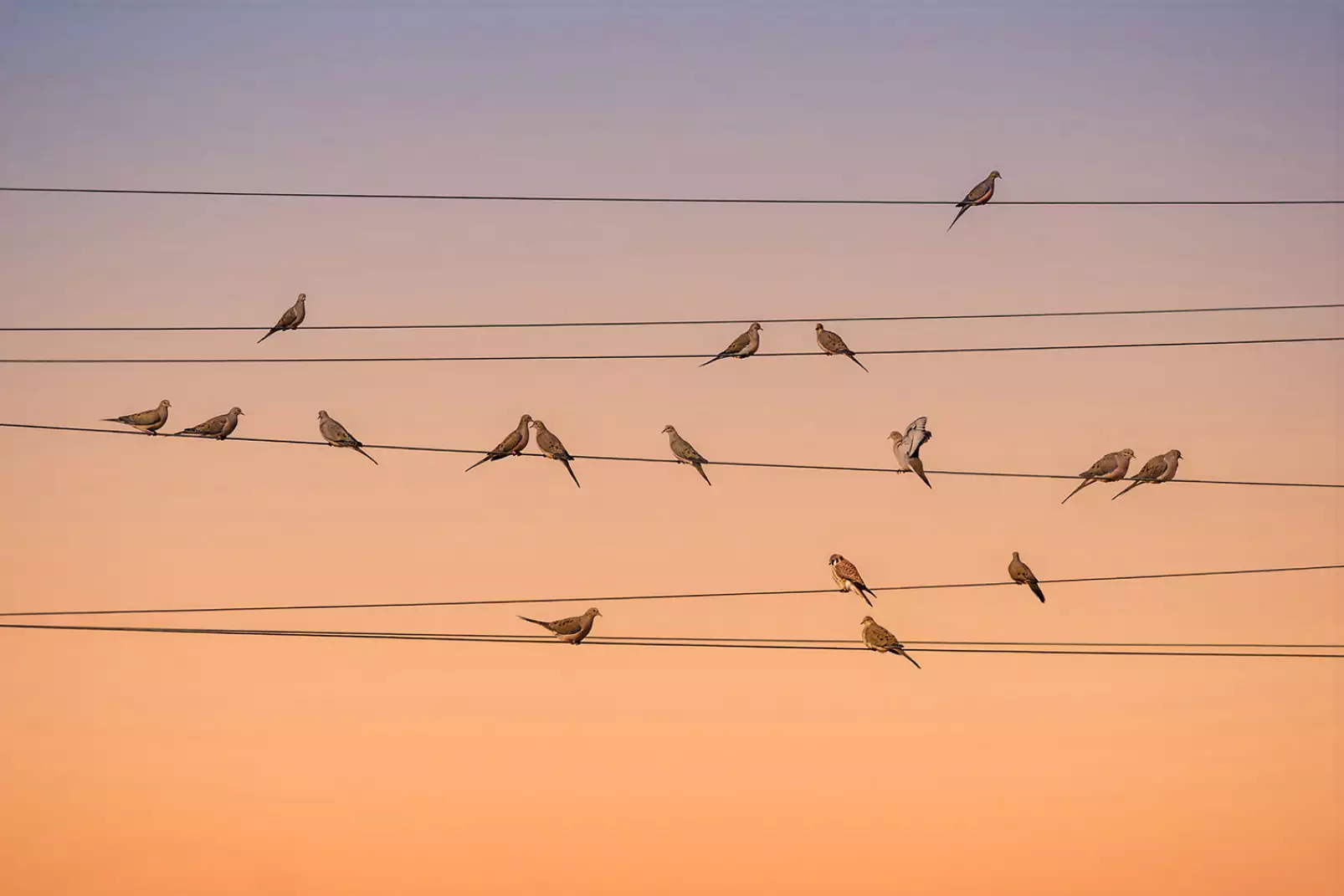 tableau-oiseaux-music-of-light