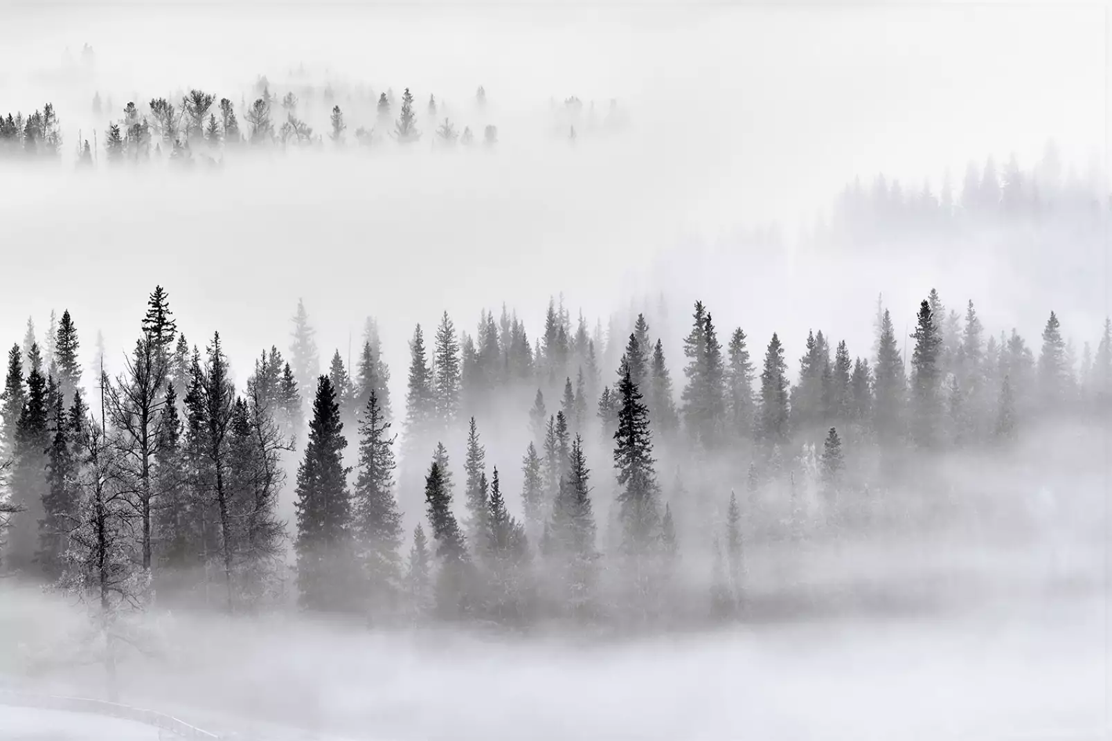 tableau-paysage-foret-brume-sur-les-comes