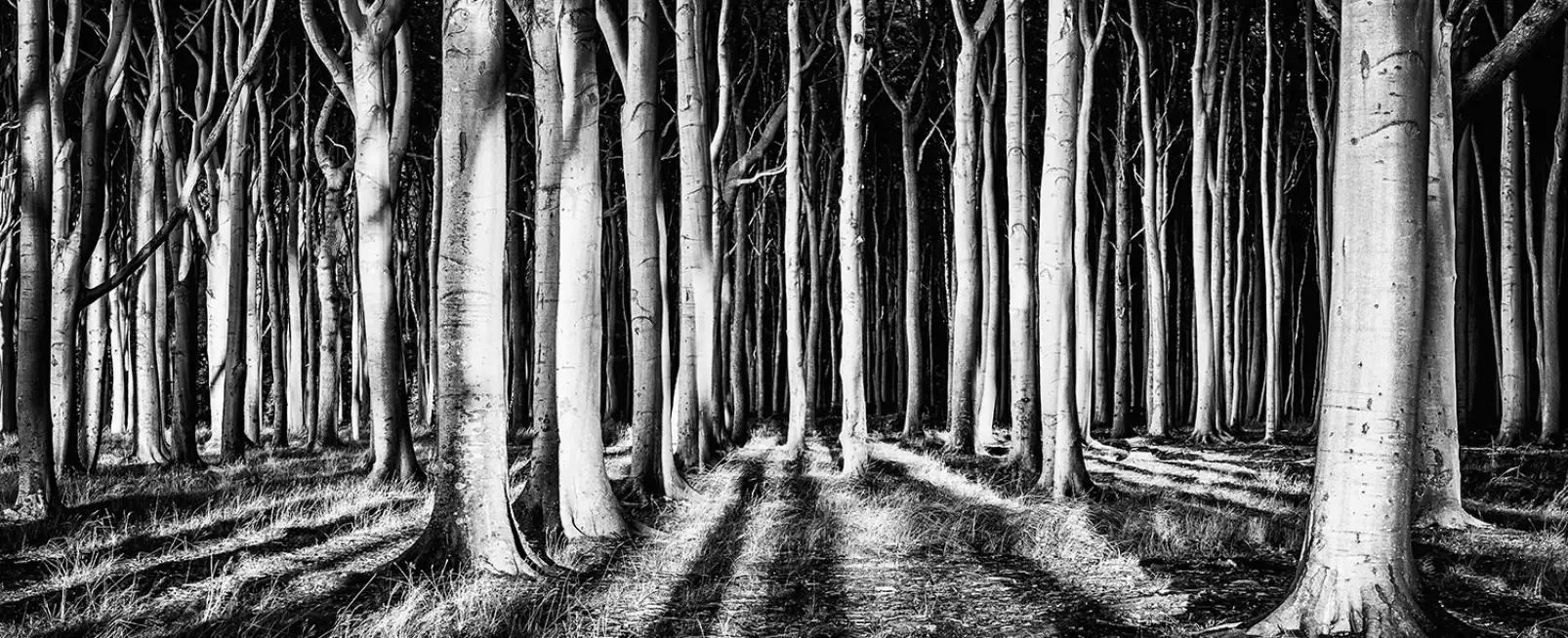 tableau-paysage-foret-fantome