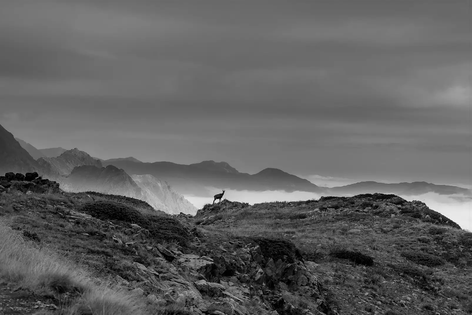tableau-paysage-montagne-chamois-et-mercantour