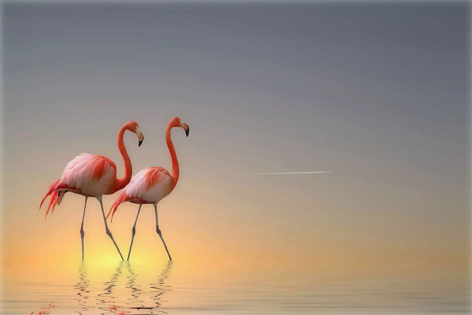 tableaux-oiseaux-colores-flamands